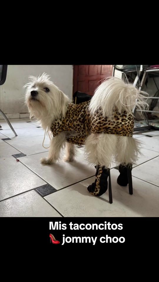 TikTok video thumbnail by sombritaxd0