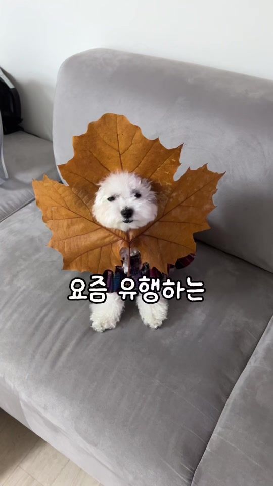 TikTok video thumbnail by kkum_cong