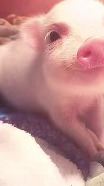 TikTok video thumbnail by lynng0127
