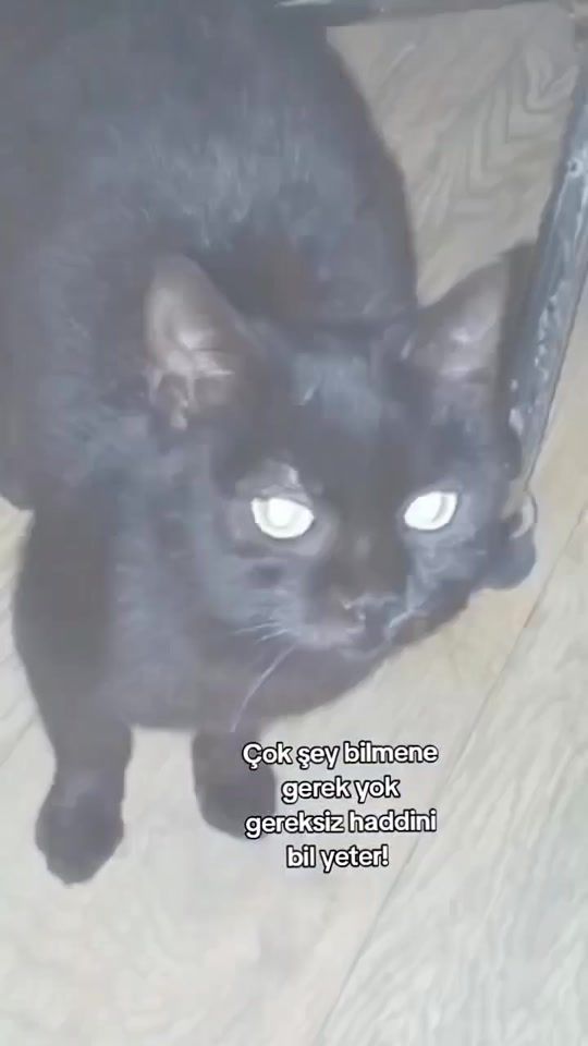 TikTok video thumbnail by ppatya35