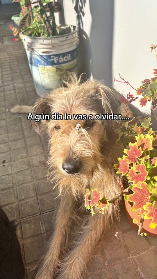 TikTok video thumbnail by fiorel_aa