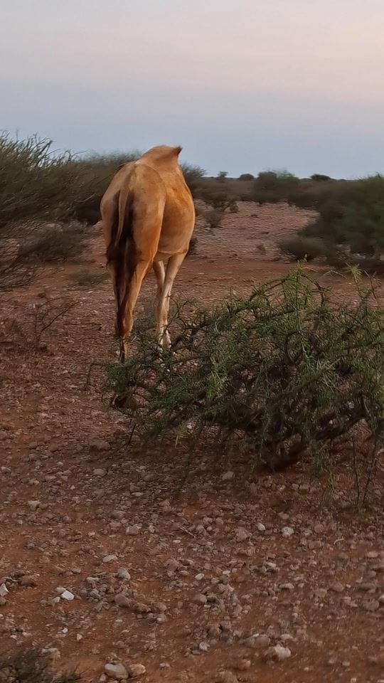 TikTok video thumbnail by somaliculture5