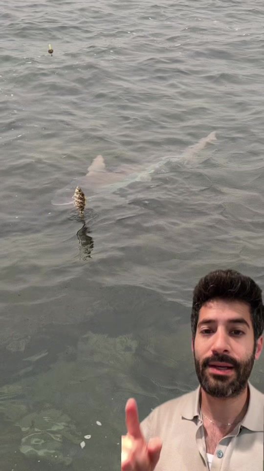 TikTok video thumbnail by alon.the.fish.guy