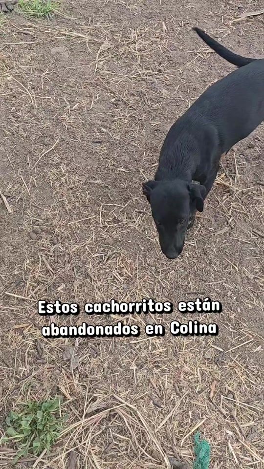 TikTok video thumbnail by aperremosong