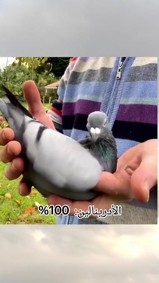TikTok video thumbnail by k_o_b_r_a_56