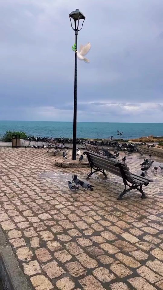 TikTok video thumbnail by zinouch171