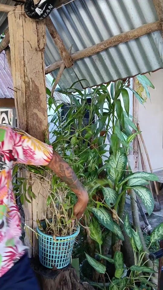 TikTok video thumbnail by chayno_ok