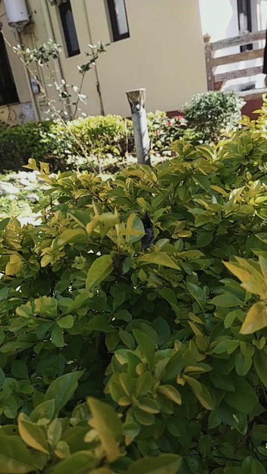 TikTok video thumbnail by choneyw