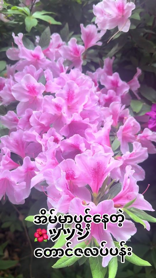 TikTok video thumbnail by sumyanmar