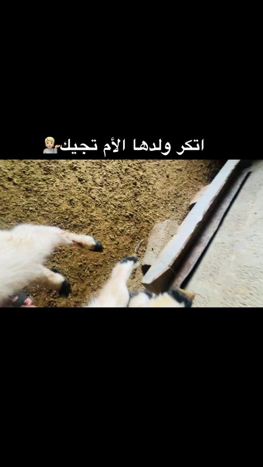 TikTok video thumbnail by faresbogo0