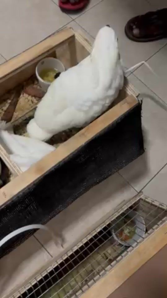 TikTok video thumbnail by keekey_3