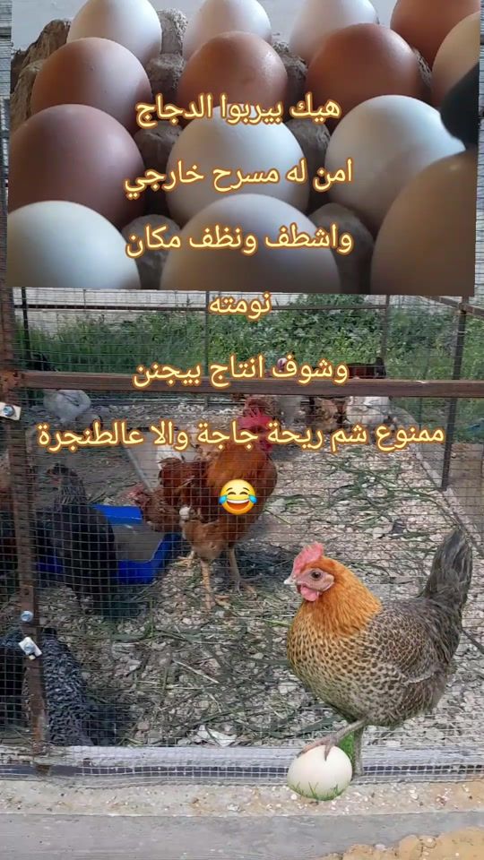 TikTok video thumbnail by aliobeid135
