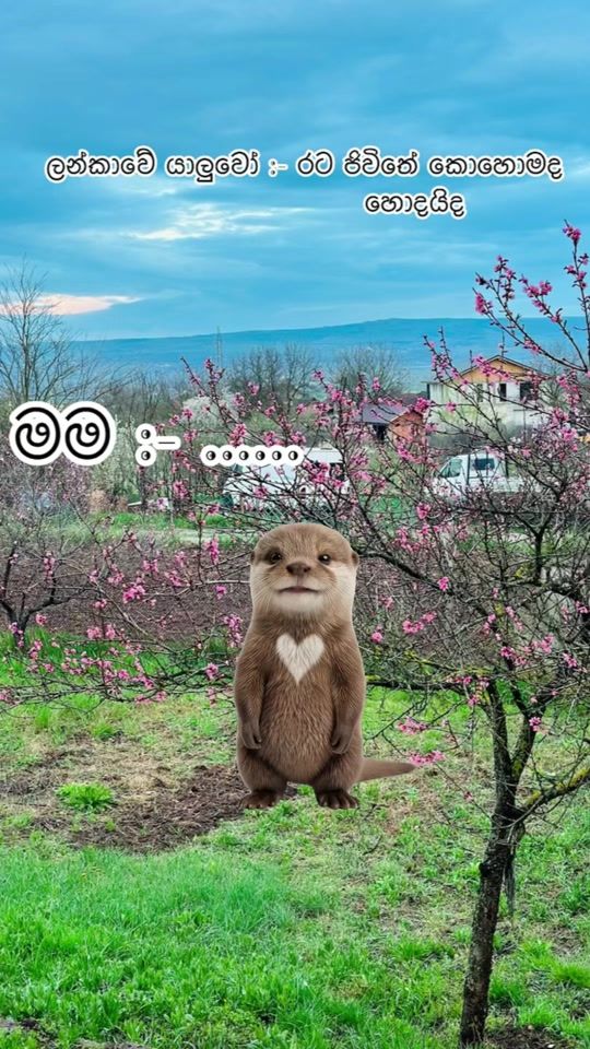 TikTok video thumbnail by __ishu__19