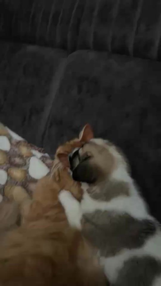 TikTok video thumbnail by maikobaramia