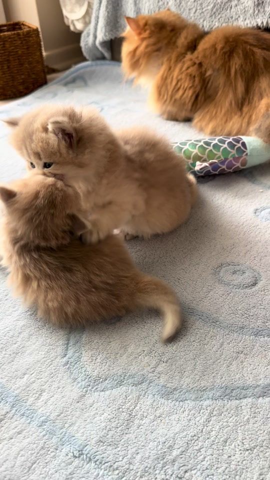 TikTok video thumbnail by caglarhousecattery