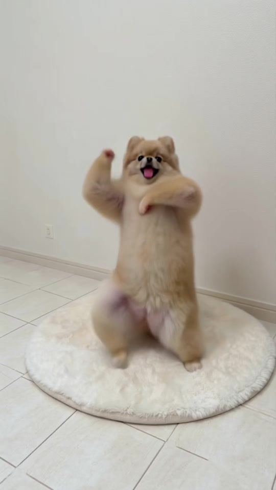 TikTok video thumbnail by chachamaru7.15