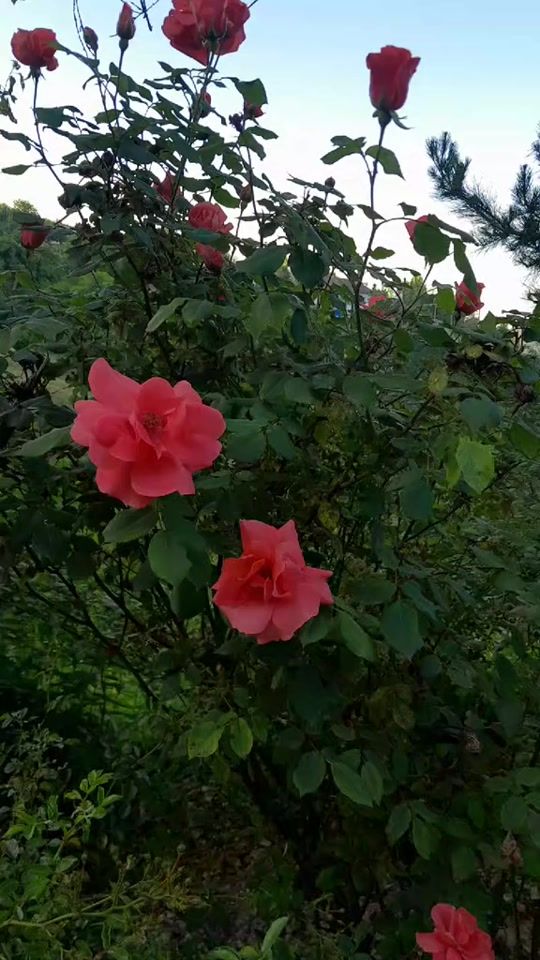 TikTok video thumbnail by _zehra_4321