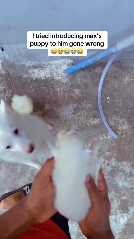 TikTok video thumbnail by drme69