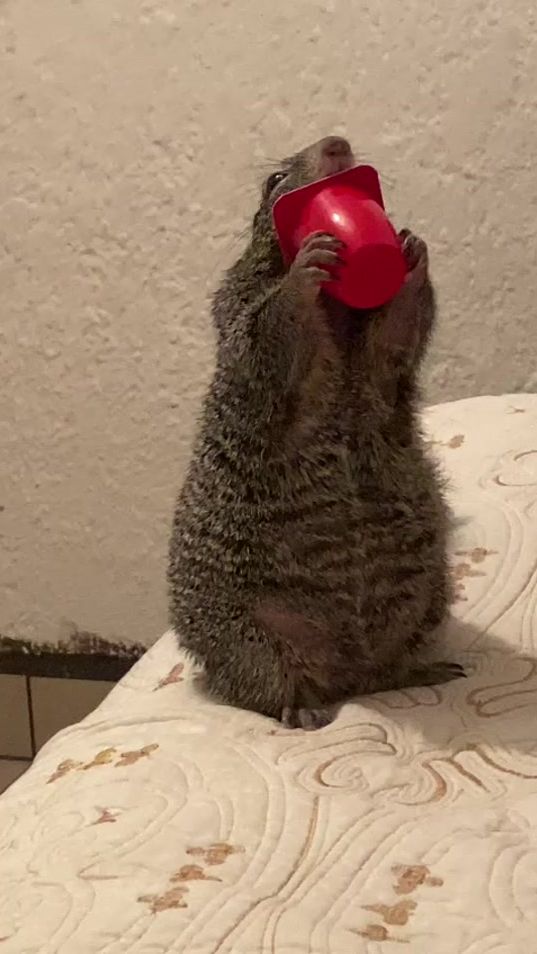 TikTok video thumbnail by pipi_la_ardilla