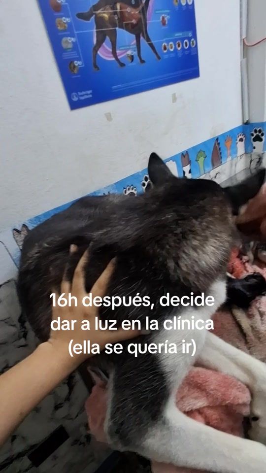 TikTok video thumbnail by zariglams