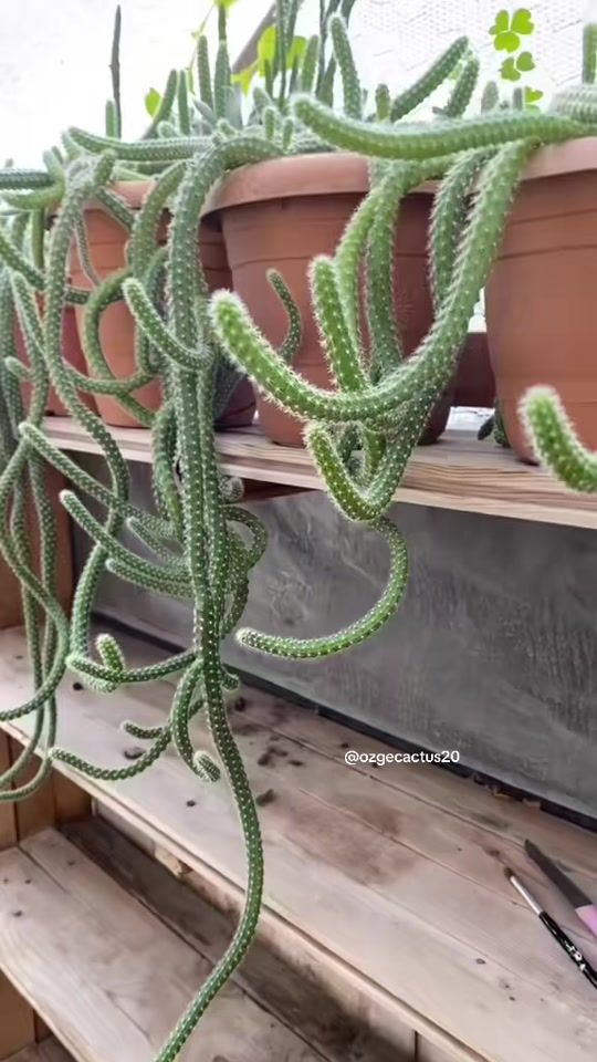 TikTok video thumbnail by ozgecactus20
