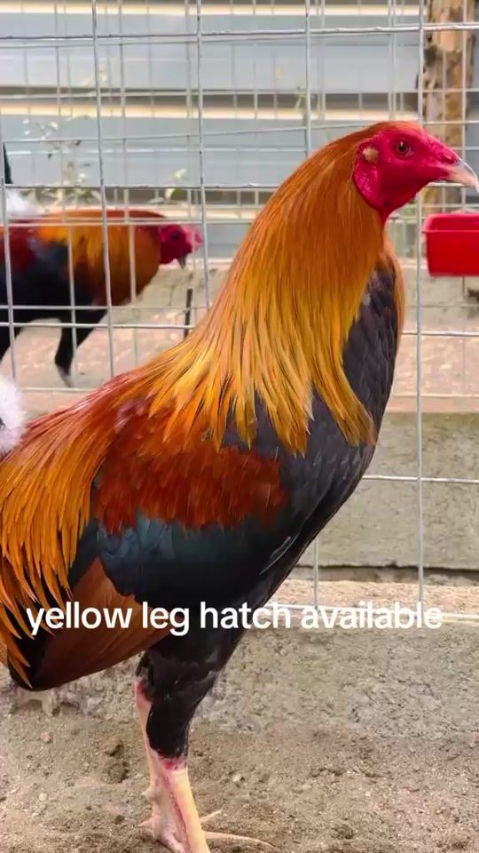 TikTok video thumbnail by jeffrey_gamefowls