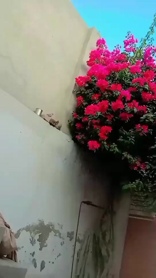 TikTok video thumbnail by user584242172