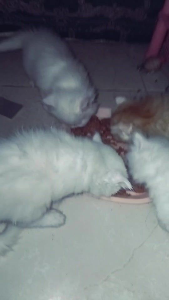 TikTok video thumbnail by raindarunee4236