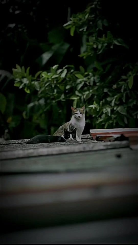 TikTok video thumbnail by f4_y_i2