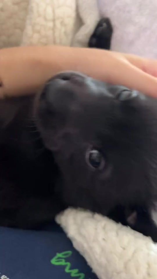 TikTok video thumbnail by pd_0115
