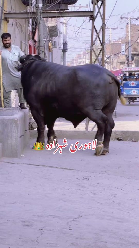 TikTok video thumbnail by chjunaidmehar17