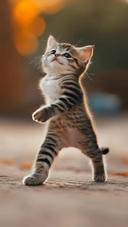TikTok video thumbnail by animaldance555