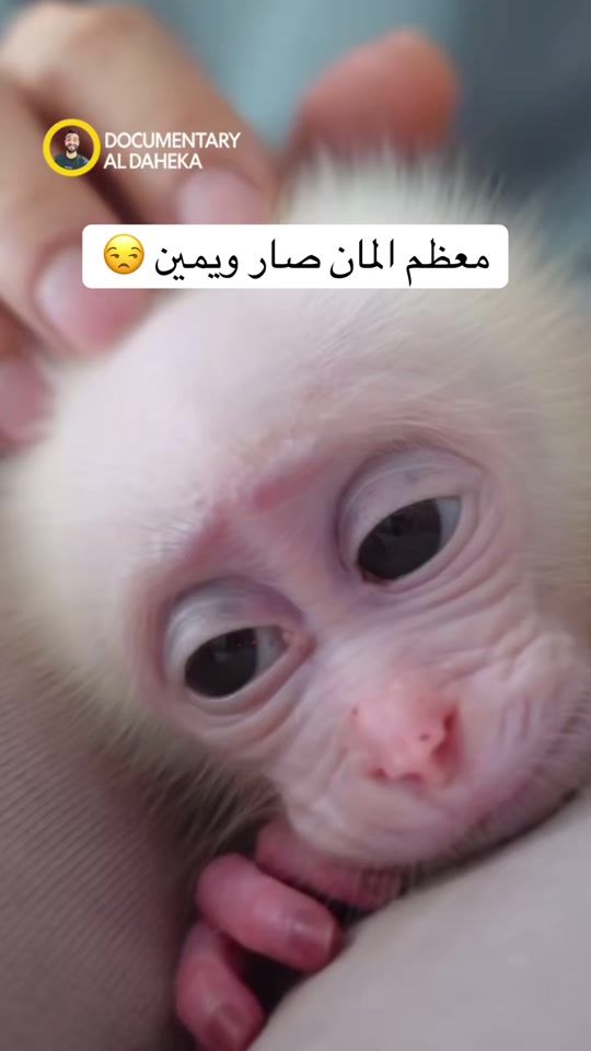 TikTok video thumbnail by documentary_aldaheka