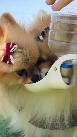 TikTok video thumbnail by pomekinako