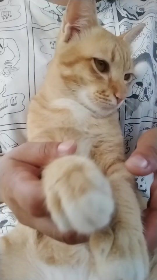 TikTok video thumbnail by tachu330