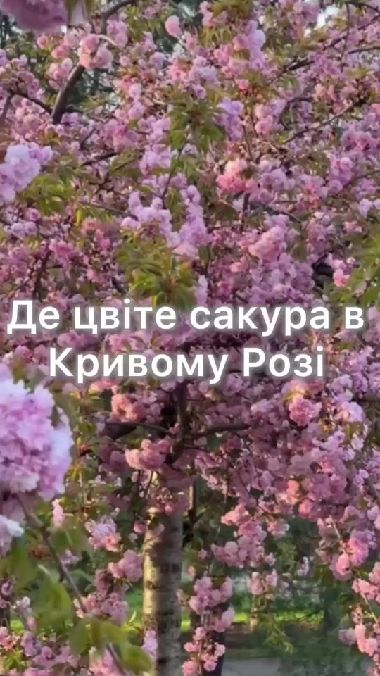 TikTok video thumbnail by nachasi.kr