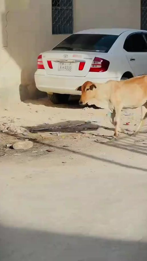 TikTok video thumbnail by somalipodcst