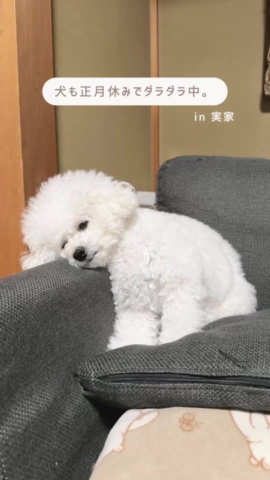 TikTok video thumbnail by _shishimaru_