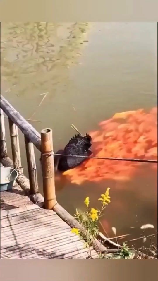 TikTok video thumbnail by almahdy_shams