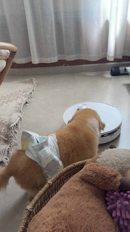 TikTok video thumbnail by tal_rigel
