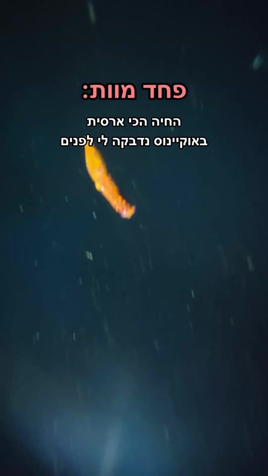 TikTok video thumbnail by ohad.nomad