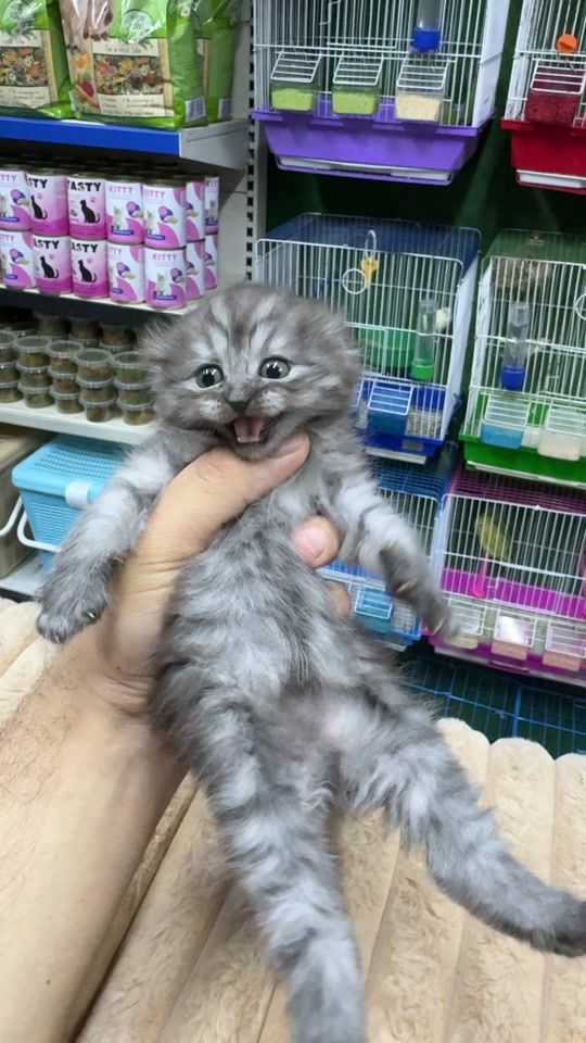 TikTok video thumbnail by adams_pet_world