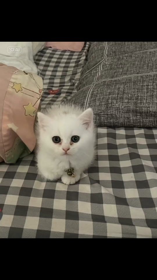 TikTok video thumbnail by newyearthewhitecat