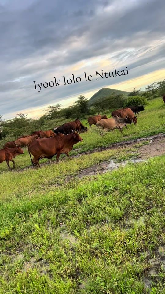 TikTok video thumbnail by nurulesnet7