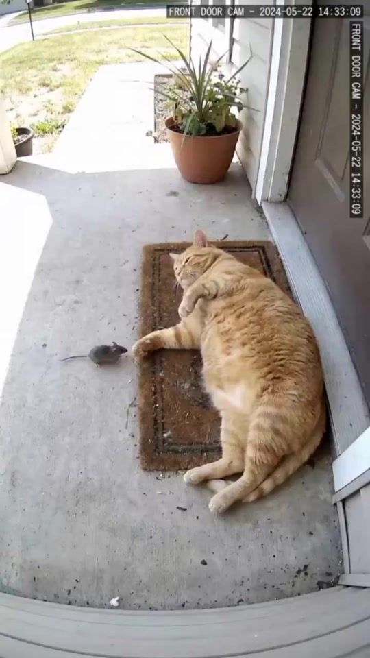 TikTok video thumbnail by mehmet__faik_1
