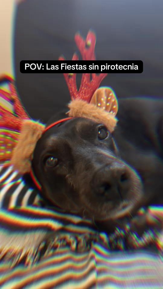 TikTok video thumbnail by bark9.dog