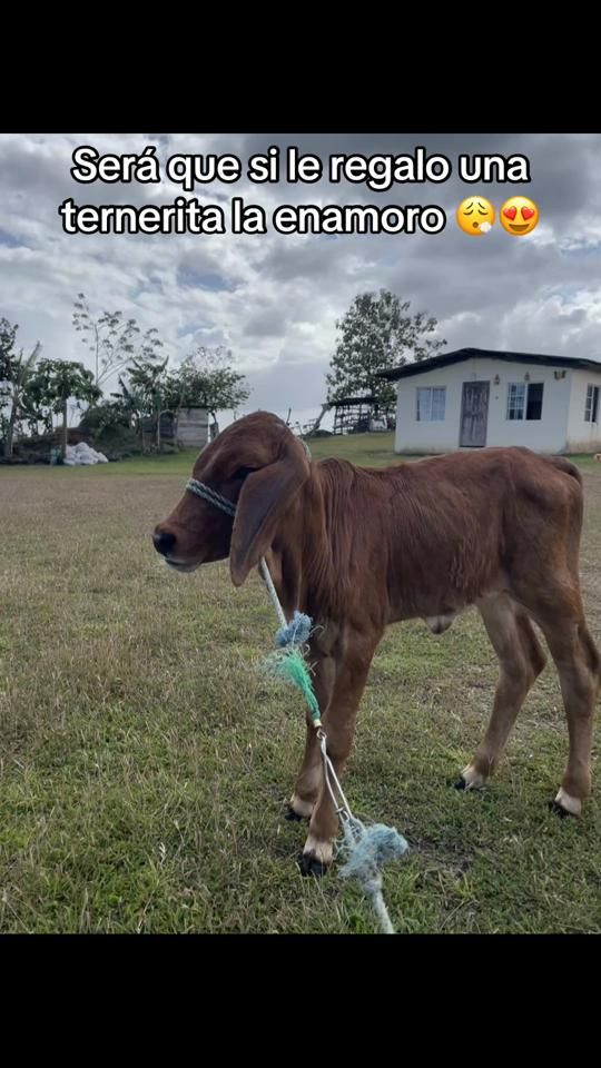 TikTok video thumbnail by x._____________pineda