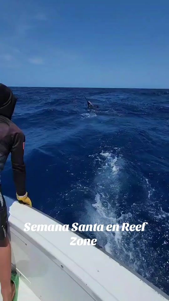 TikTok video thumbnail by reefzone_