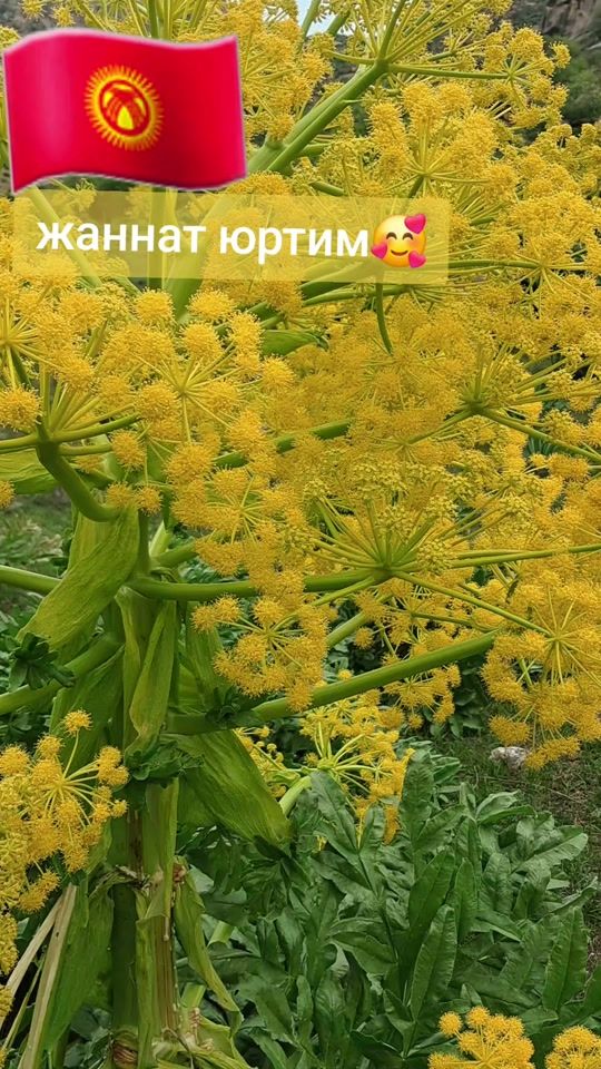 TikTok video thumbnail by nilufar535