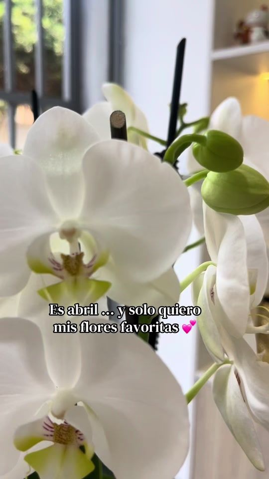 TikTok video thumbnail by orquiflorlima